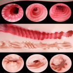 Wholesale TPE Artificial Pocket Pussy Sex Toy Massager Vagina Anal Toys for Men Silicone Male Masturbation Aircraft Cup - 图片 6